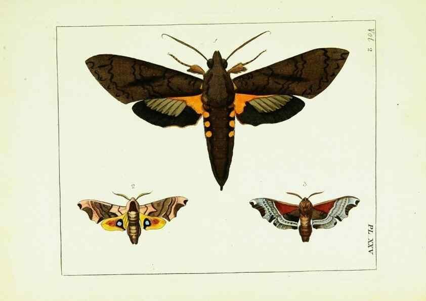 Reproducción/Reproduction 9245766603: Illustrations of natural history.. London,Printed for the author and sold by B. White,1770-82.