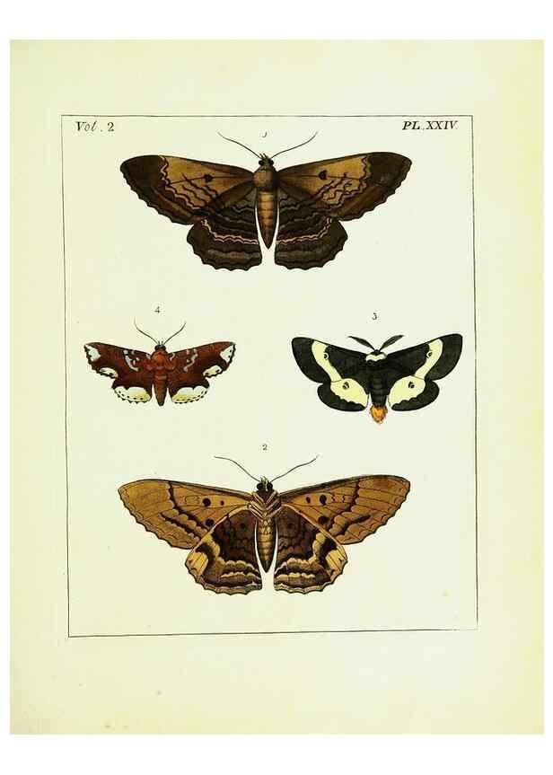 Reproducción/Reproduction 9248545936: Illustrations of natural history.. London,Printed for the author and sold by B. White,1770-82.