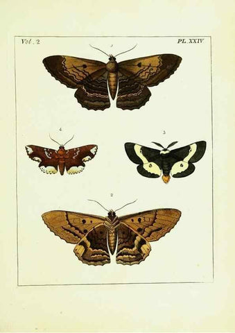 Reproducción/Reproduction 9248545936: Illustrations of natural history.. London,Printed for the author and sold by B. White,1770-82.