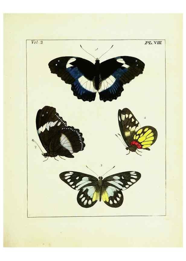 Reproducción/Reproduction 9248531678: Illustrations of natural history.. London,Printed for the author and sold by B. White,1770-82.