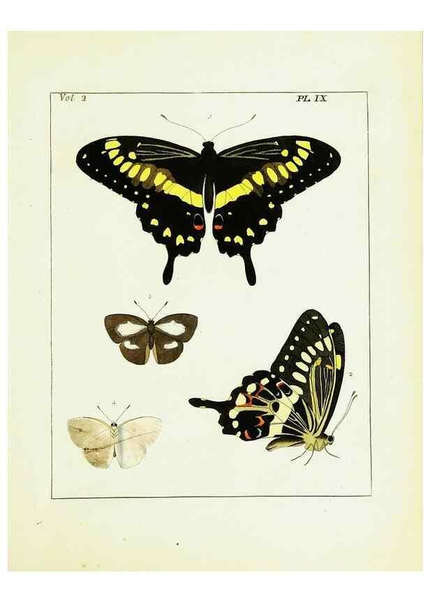 Reproducción/Reproduction 9248532704: Illustrations of natural history.. London,Printed for the author and sold by B. White,1770-82.