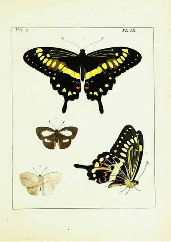 Reproducción/Reproduction 9248532704: Illustrations of natural history.. London,Printed for the author and sold by B. White,1770-82.