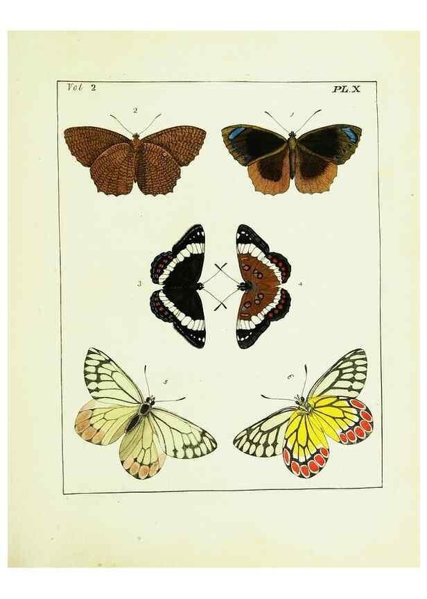 Reproducción/Reproduction 9248533788: Illustrations of natural history.. London,Printed for the author and sold by B. White,1770-82.