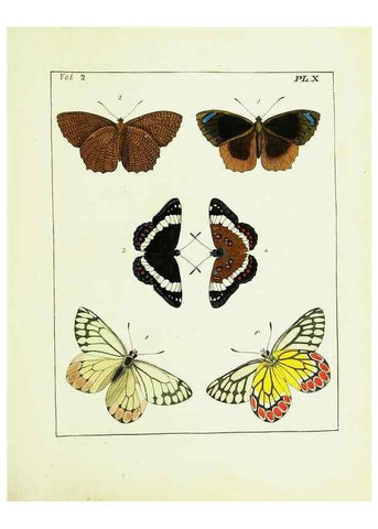 Reproducción/Reproduction 9248533788: Illustrations of natural history.. London,Printed for the author and sold by B. White,1770-82.
