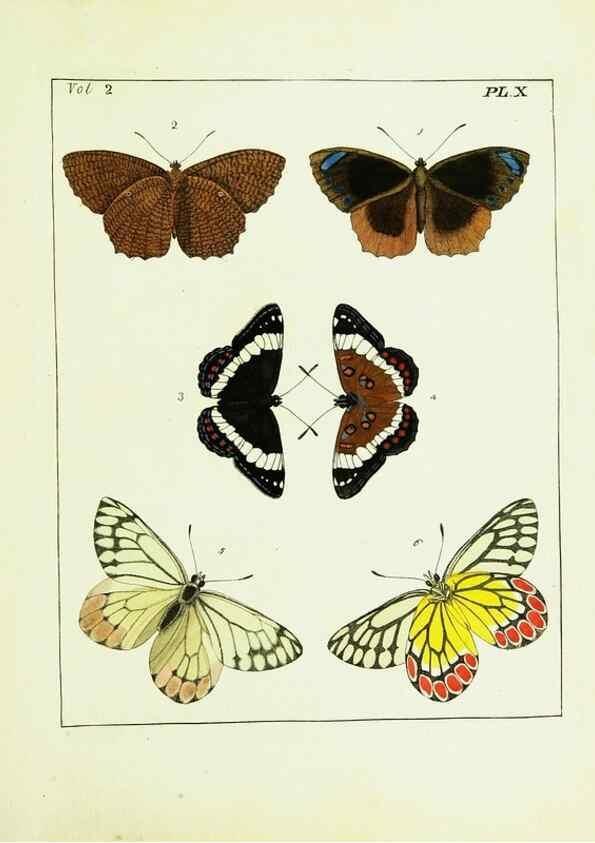 Reproducción/Reproduction 9248533788: Illustrations of natural history.. London,Printed for the author and sold by B. White,1770-82.