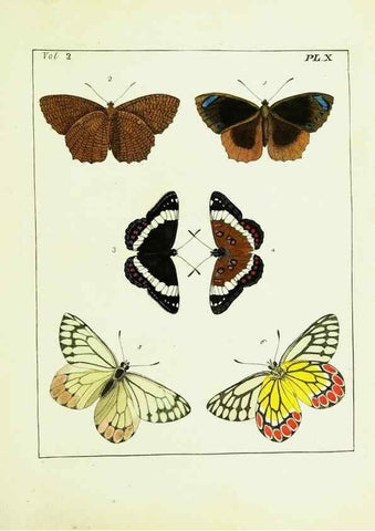Reproducción/Reproduction 9248533788: Illustrations of natural history.. London,Printed for the author and sold by B. White,1770-82.