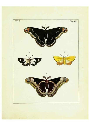 Reproducción/Reproduction 9245753843: Illustrations of natural history.. London,Printed for the author and sold by B. White,1770-82.