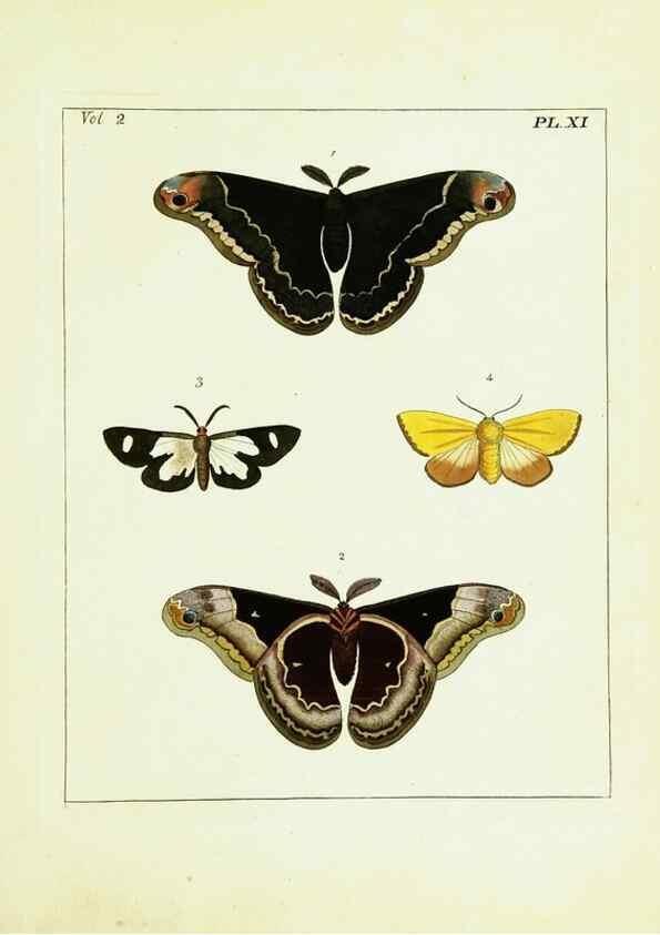 Reproducción/Reproduction 9245753843: Illustrations of natural history.. London,Printed for the author and sold by B. White,1770-82.