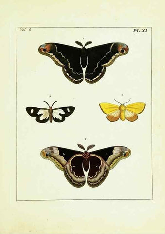 Reproducción/Reproduction 9245753843: Illustrations of natural history.. London,Printed for the author and sold by B. White,1770-82.