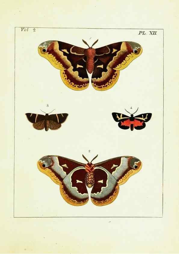 Reproducción/Reproduction 9248535258: Illustrations of natural history.. London,Printed for the author and sold by B. White,1770-82.