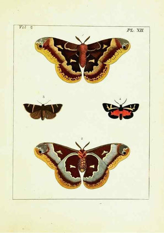 Reproducción/Reproduction 9248535258: Illustrations of natural history.. London,Printed for the author and sold by B. White,1770-82.
