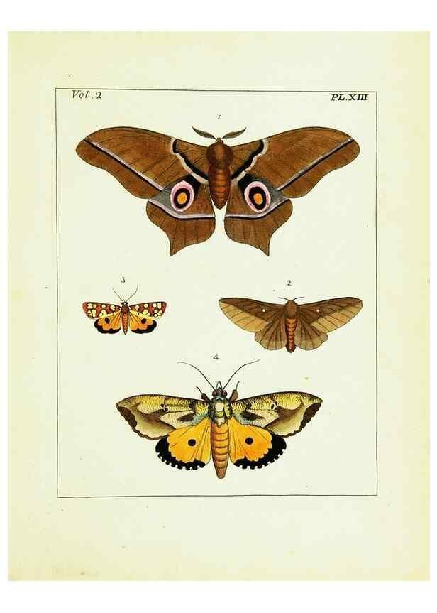 Reproducción/Reproduction 9245755501: Illustrations of natural history.. London,Printed for the author and sold by B. White,1770-82.