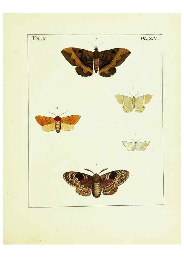 Reproducción/Reproduction 9245756261: Illustrations of natural history.. London,Printed for the author and sold by B. White,1770-82.