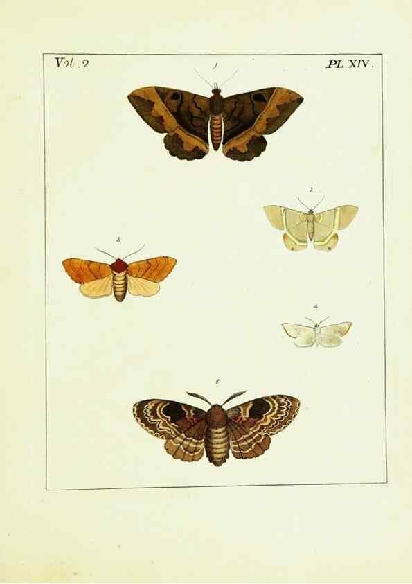 Reproducción/Reproduction 9245756261: Illustrations of natural history.. London,Printed for the author and sold by B. White,1770-82.