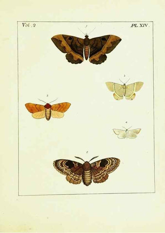 Reproducción/Reproduction 9245756261: Illustrations of natural history.. London,Printed for the author and sold by B. White,1770-82.