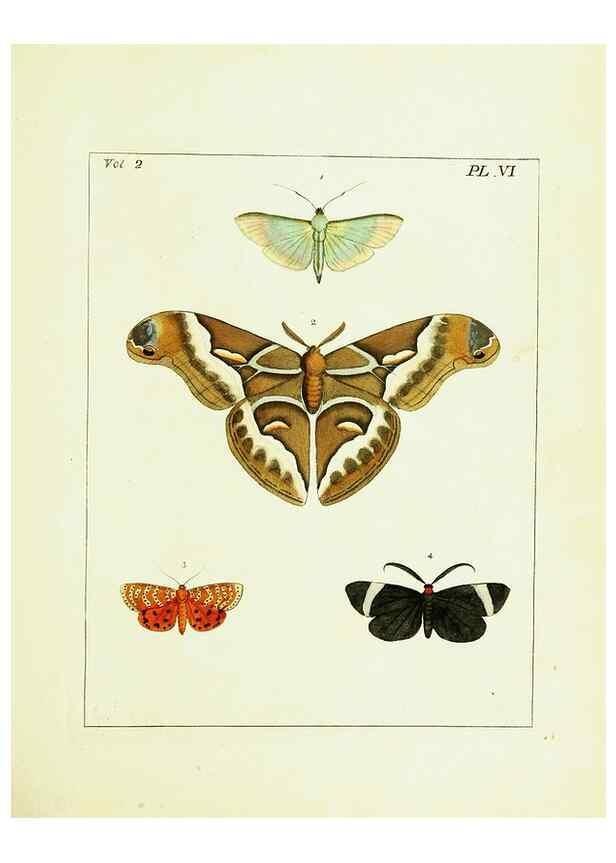 Reproducción/Reproduction 9248530036: Illustrations of natural history.. London,Printed for the author and sold by B. White,1770-82.