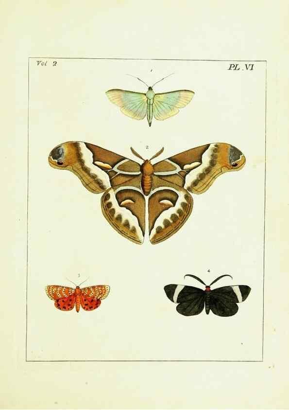 Reproducción/Reproduction 9248530036: Illustrations of natural history.. London,Printed for the author and sold by B. White,1770-82.