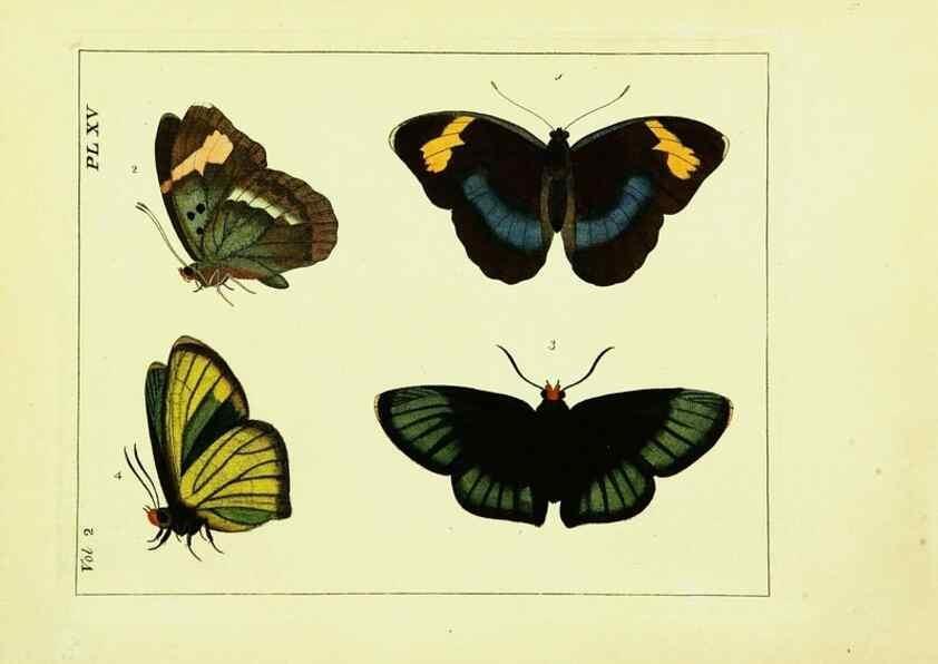 Reproducción/Reproduction 9245757031: Illustrations of natural history.. London,Printed for the author and sold by B. White,1770-82.
