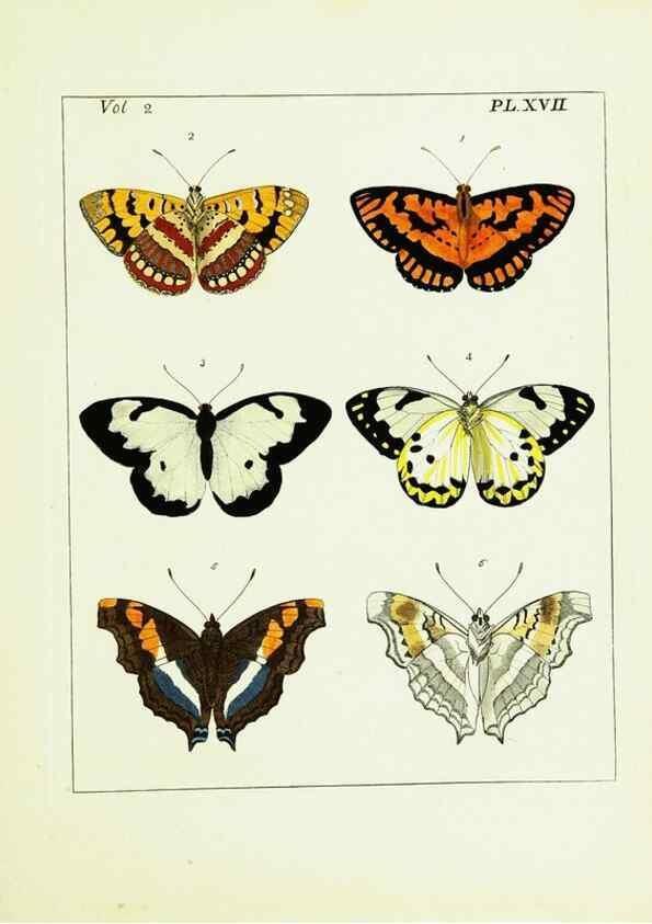 Reproducción/Reproduction 9245759175: Illustrations of natural history.. London,Printed for the author and sold by B. White,1770-82.