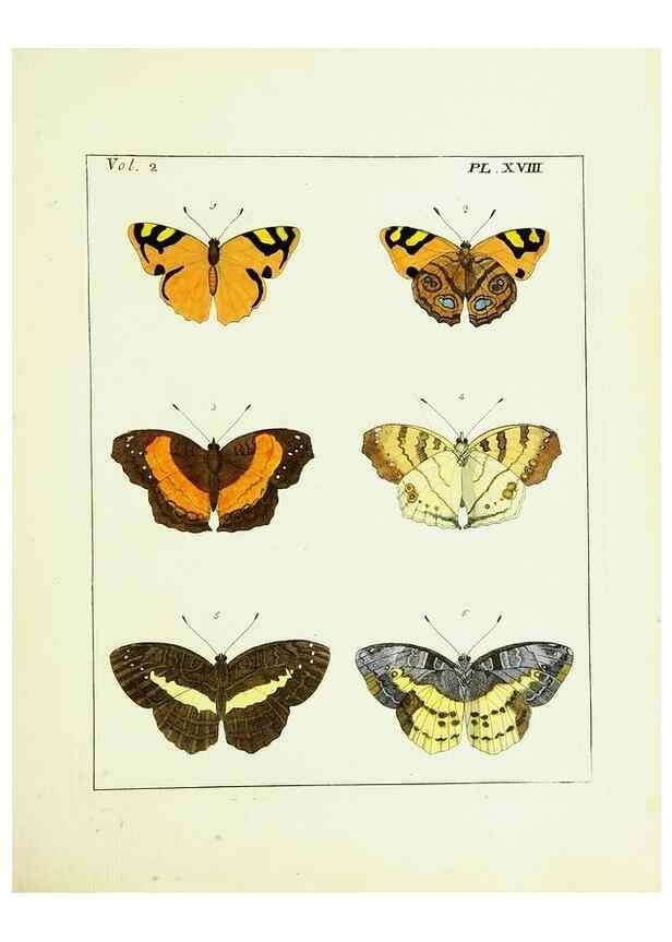 Reproducción/Reproduction 9245759991: Illustrations of natural history.. London,Printed for the author and sold by B. White,1770-82.