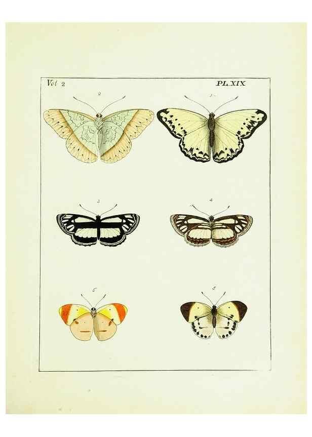 Reproducción/Reproduction 9248541382: Illustrations of natural history.. London,Printed for the author and sold by B. White,1770-82.
