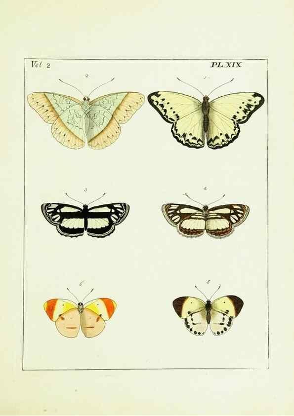 Reproducción/Reproduction 9248541382: Illustrations of natural history.. London,Printed for the author and sold by B. White,1770-82.