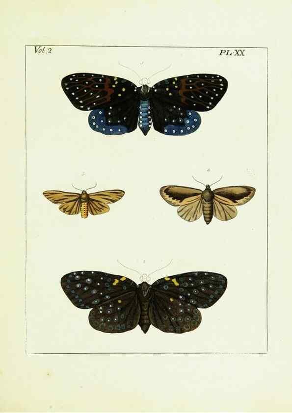 Reproducción/Reproduction 9245761913: Illustrations of natural history.. London,Printed for the author and sold by B. White,1770-82.