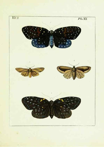 Reproducción/Reproduction 9245761913: Illustrations of natural history.. London,Printed for the author and sold by B. White,1770-82.