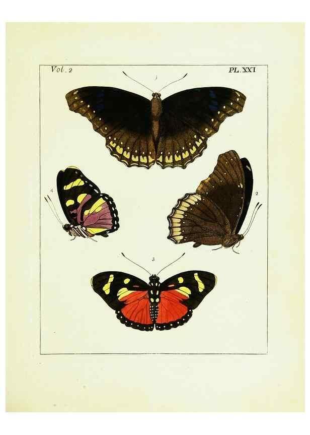 Reproducción/Reproduction 9245762649: Illustrations of natural history.. London,Printed for the author and sold by B. White,1770-82.