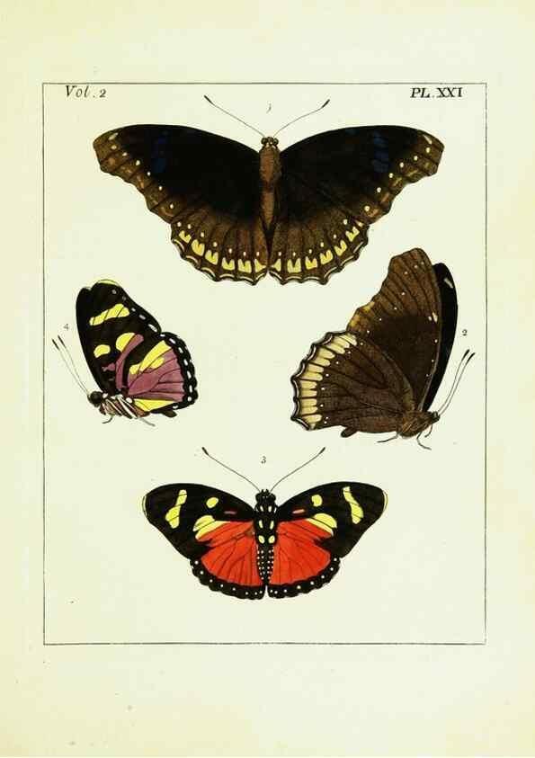 Reproducción/Reproduction 9245762649: Illustrations of natural history.. London,Printed for the author and sold by B. White,1770-82.