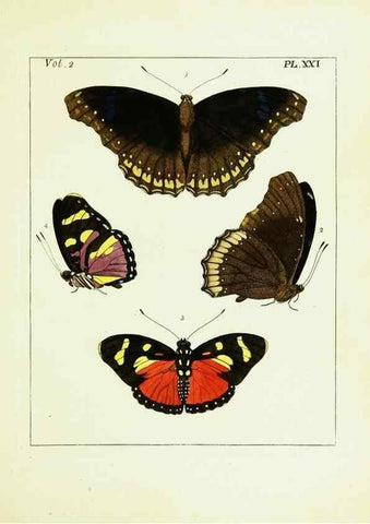 Reproducción/Reproduction 9245762649: Illustrations of natural history.. London,Printed for the author and sold by B. White,1770-82.