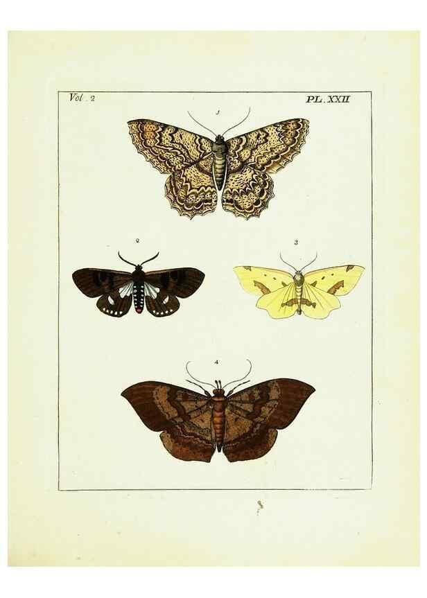 Reproducción/Reproduction 9245763413: Illustrations of natural history.. London,Printed for the author and sold by B. White,1770-82.