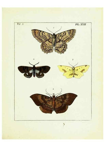 Reproducción/Reproduction 9245763413: Illustrations of natural history.. London,Printed for the author and sold by B. White,1770-82.