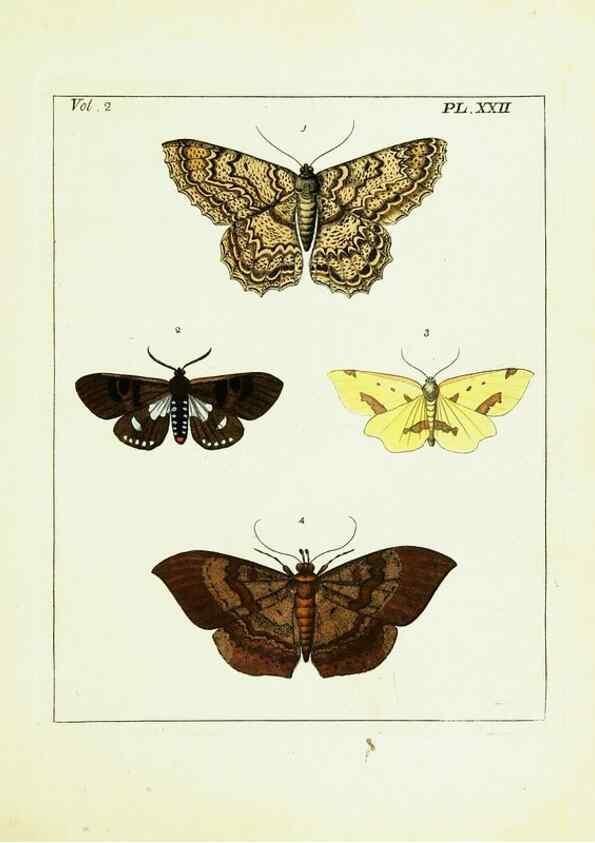 Reproducción/Reproduction 9245763413: Illustrations of natural history.. London,Printed for the author and sold by B. White,1770-82.