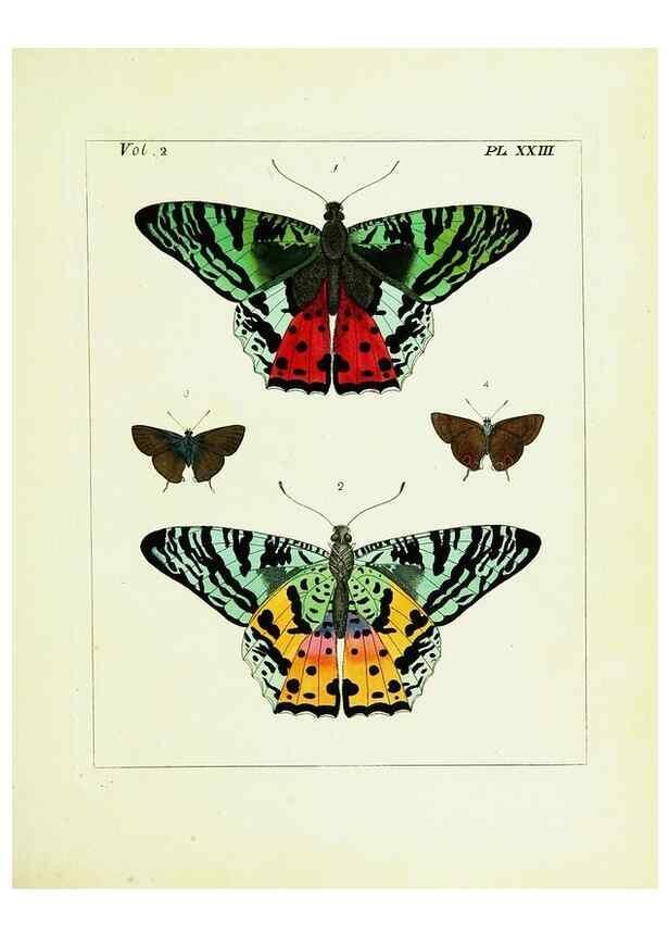 Reproducción/Reproduction 9245764395: Illustrations of natural history.. London,Printed for the author and sold by B. White,1770-82.