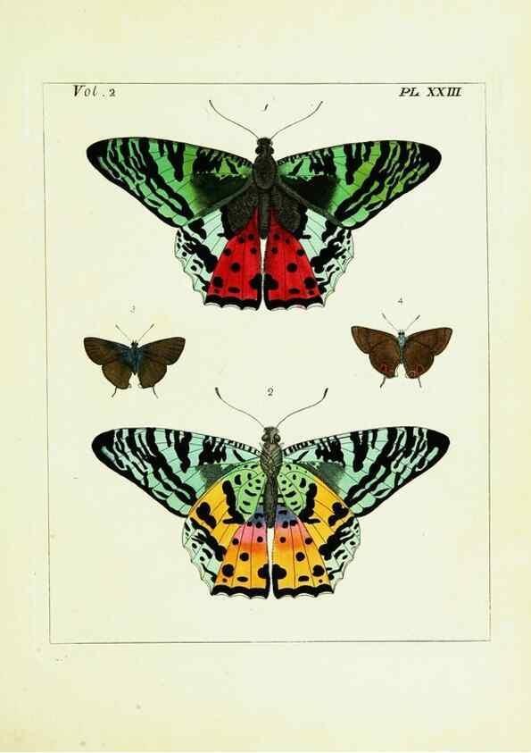 Reproducción/Reproduction 9245764395: Illustrations of natural history.. London,Printed for the author and sold by B. White,1770-82.