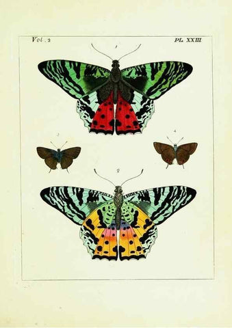 Reproducción/Reproduction 9245764395: Illustrations of natural history.. London,Printed for the author and sold by B. White,1770-82.