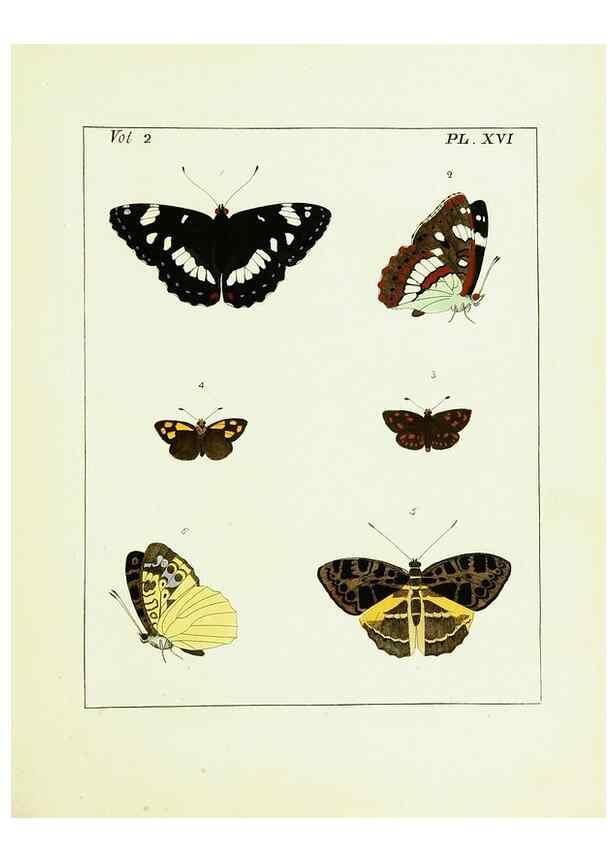 Reproducción/Reproduction 9248538782: Illustrations of natural history.. London,Printed for the author and sold by B. White,1770-82.