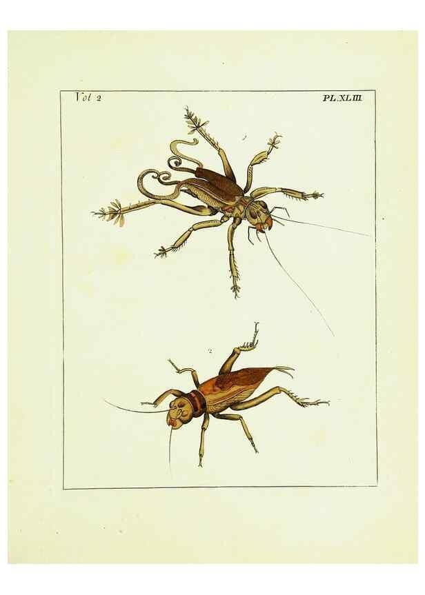Reproducción/Reproduction 9248561576: Illustrations of natural history.. London,Printed for the author and sold by B. White,1770-82.