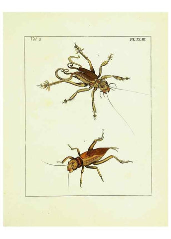 Reproducción/Reproduction 9248561576: Illustrations of natural history.. London,Printed for the author and sold by B. White,1770-82.