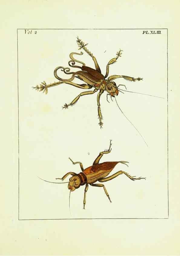 Reproducción/Reproduction 9248561576: Illustrations of natural history.. London,Printed for the author and sold by B. White,1770-82.