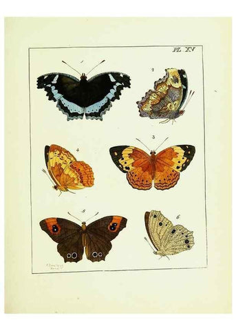 Reproducción/Reproduction 9248451748: Illustrations of natural history.. London,Printed for the author and sold by B. White,1770-82.