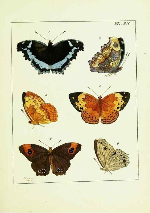 Reproducción/Reproduction 9248451748: Illustrations of natural history.. London,Printed for the author and sold by B. White,1770-82.