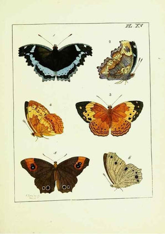 Reproducción/Reproduction 9248451748: Illustrations of natural history.. London,Printed for the author and sold by B. White,1770-82.
