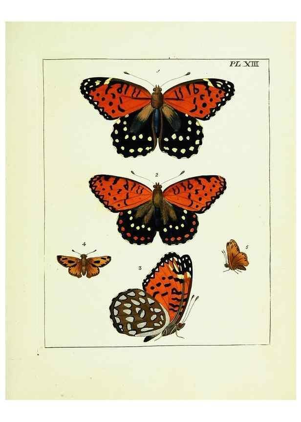 Reproducción/Reproduction 9248450246: Illustrations of natural history.. London,Printed for the author and sold by B. White,1770-82.