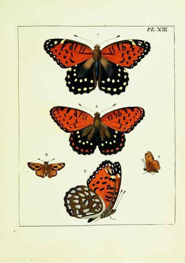 Reproducción/Reproduction 9248450246: Illustrations of natural history.. London,Printed for the author and sold by B. White,1770-82.