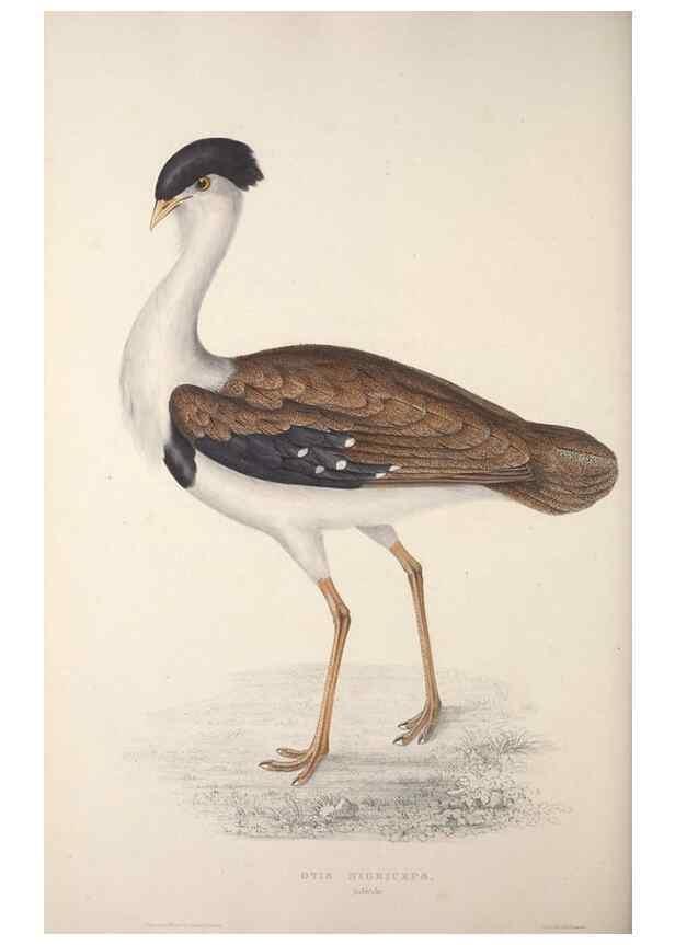 Reproducción/Reproduction 9240072690: A century of birds from the Himalaya Mountains.. London,1831.