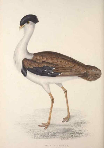 Reproducción/Reproduction 9240072690: A century of birds from the Himalaya Mountains.. London,1831.