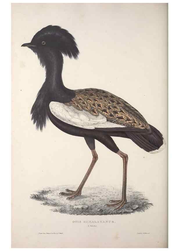 Reproducción/Reproduction 9240074298: A century of birds from the Himalaya Mountains.. London,1831.