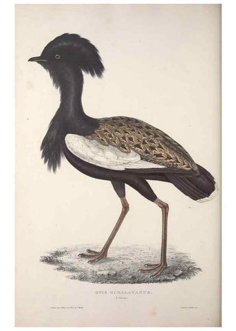 Reproducción/Reproduction 9240074298: A century of birds from the Himalaya Mountains.. London,1831.